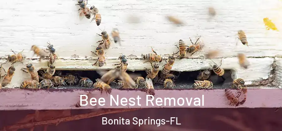 Bee Nest Removal Bonita Springs-FL