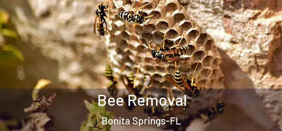  Bee Removal Bonita Springs-FL