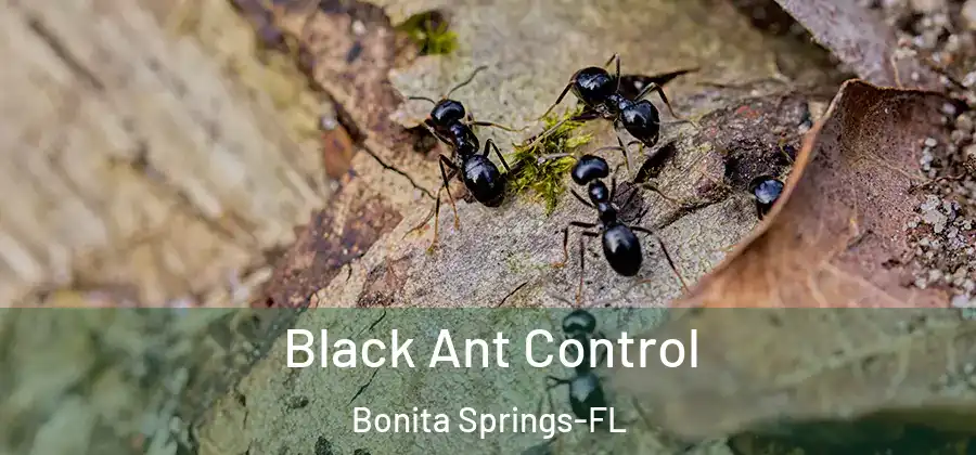 Black Ant Control Bonita Springs-FL