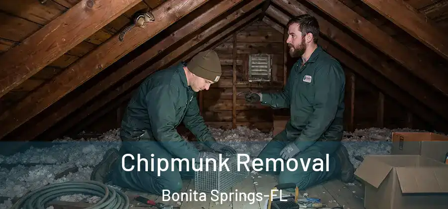 Chipmunk Removal Bonita Springs-FL