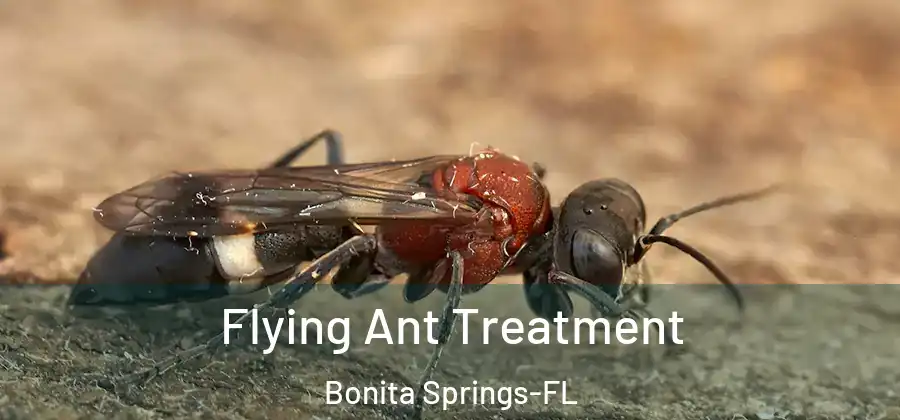 Flying Ant Treatment Bonita Springs-FL