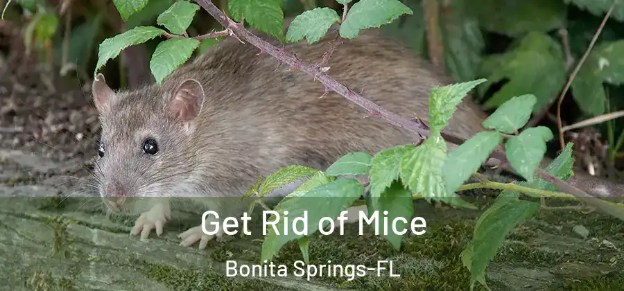  Get Rid of Mice Bonita Springs-FL