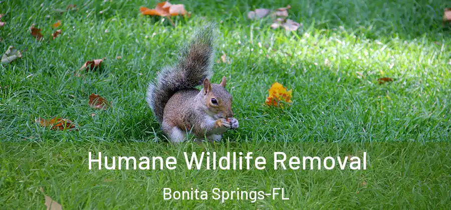 Humane Wildlife Removal Bonita Springs-FL