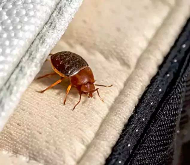 Trusted Bed Bug Prevention Specialists in Bonita Springs, FL
