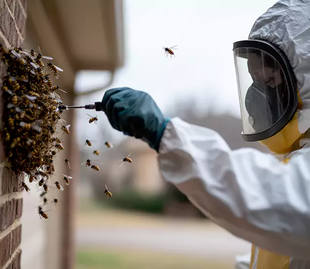 Your Bee Removal Company in Bonita Springs, FL