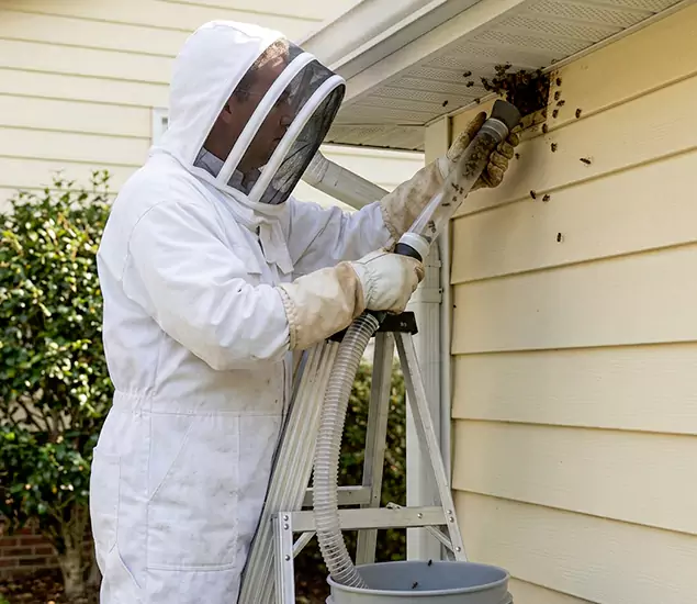 Your Affordable Bee Removal Company in Bonita Springs, FL