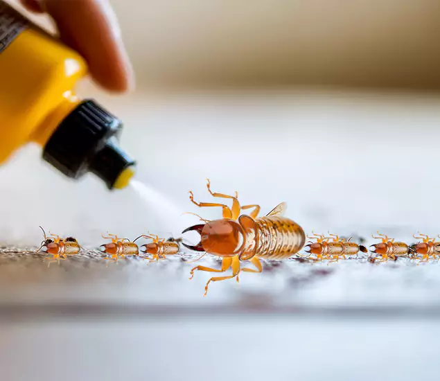 Reliable Bora Care Termite Experts in Bonita Springs, FL