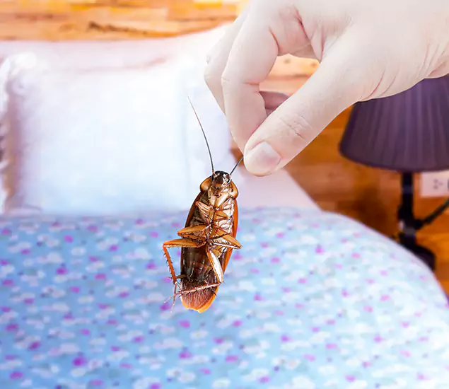 Expert Roach Control Services: Your Cockroach Pest Control in Bonita Springs, FL