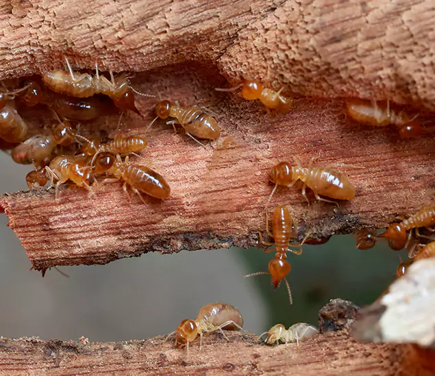 About Our Drywood Termite Treatment Experts in Bonita Springs, FL