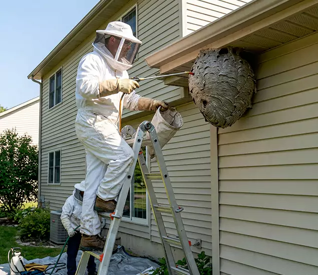 Expert Wasp Nest Removal: Your Local Wasp Nest Removal Company in Bonita Springs, FL