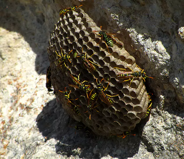 Your Local Hornet Removal Company in Bonita Springs, FL