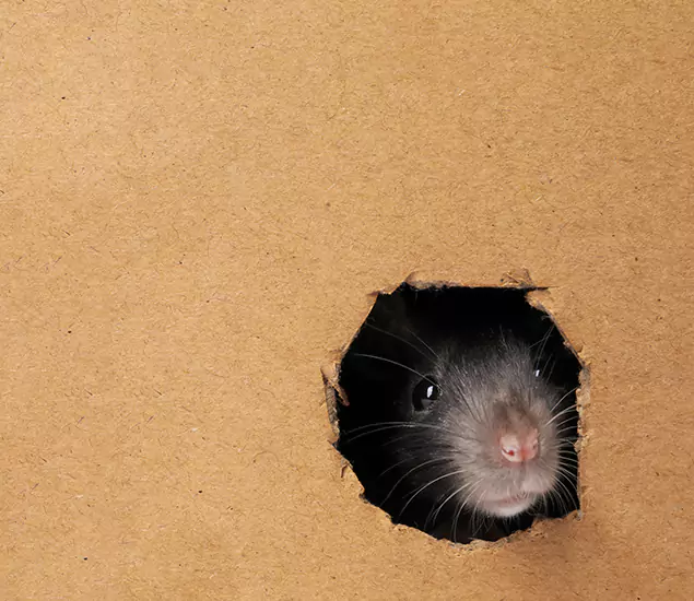 Rats in Attic Removal Experts in Bonita Springs, FL