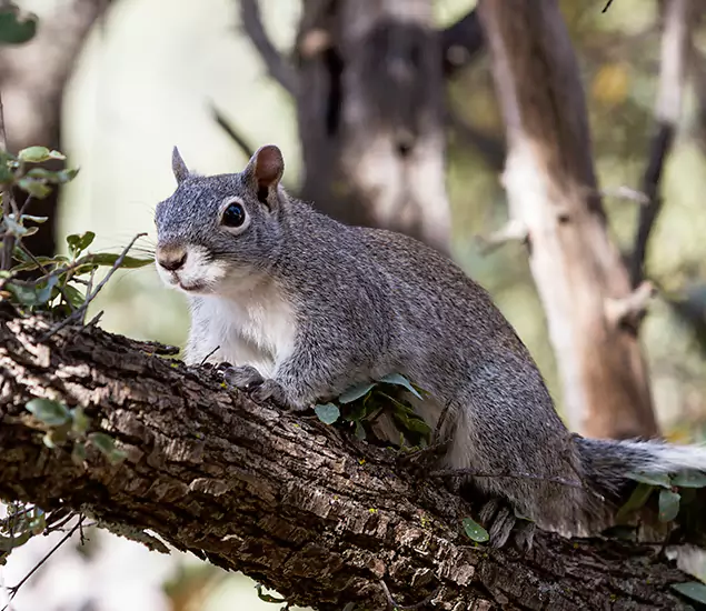 Your Trusted Squirrel Removal Company in Bonita Springs, FL