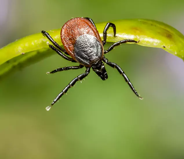 Your Trusted Tick Pest Control in Bonita Springs, FL