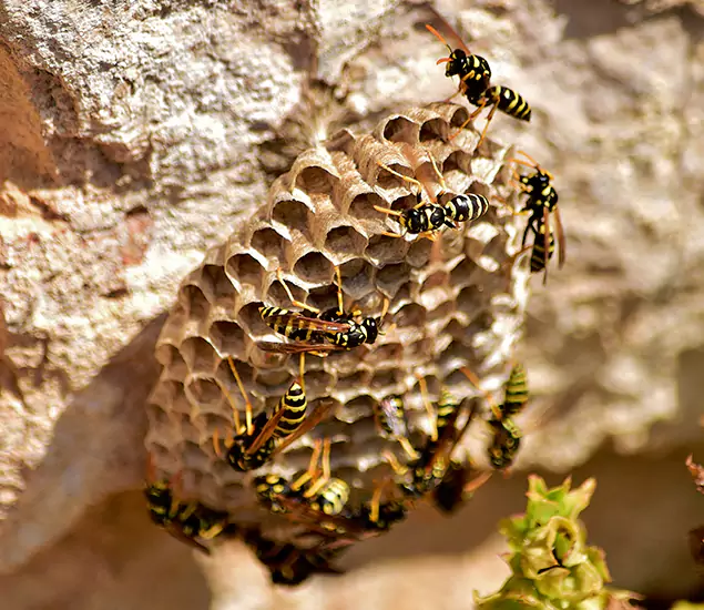 Your Best Wasp Removal Company in Bonita Springs, FL