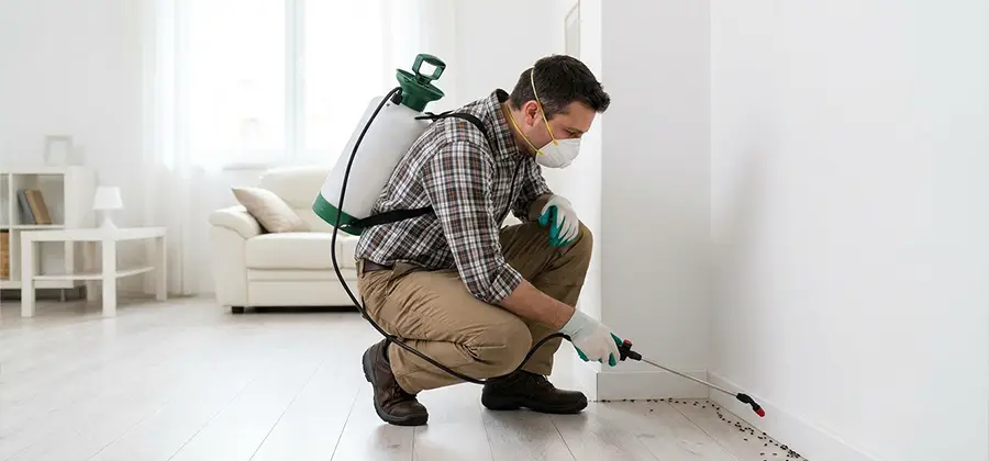 Seasonal Ant Infestation Control in Bonita Springs