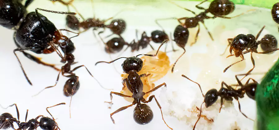 Argentine Ant Barrier Treatment in Bonita Springs
