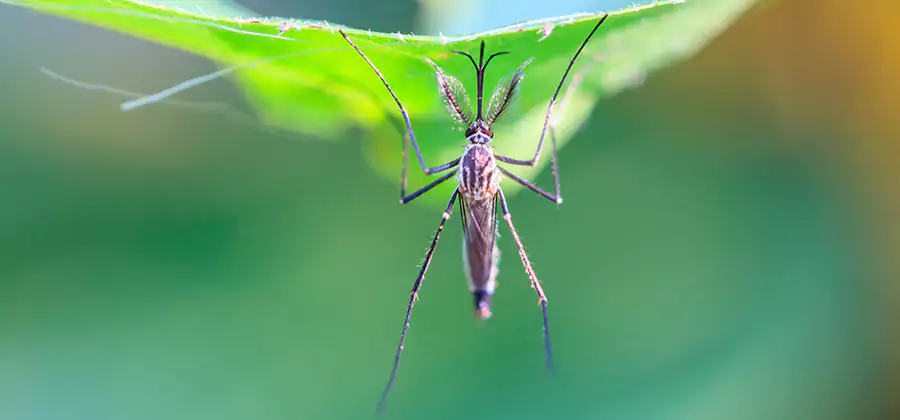 Natural Mosquito Spray for Yard in Bonita Springs