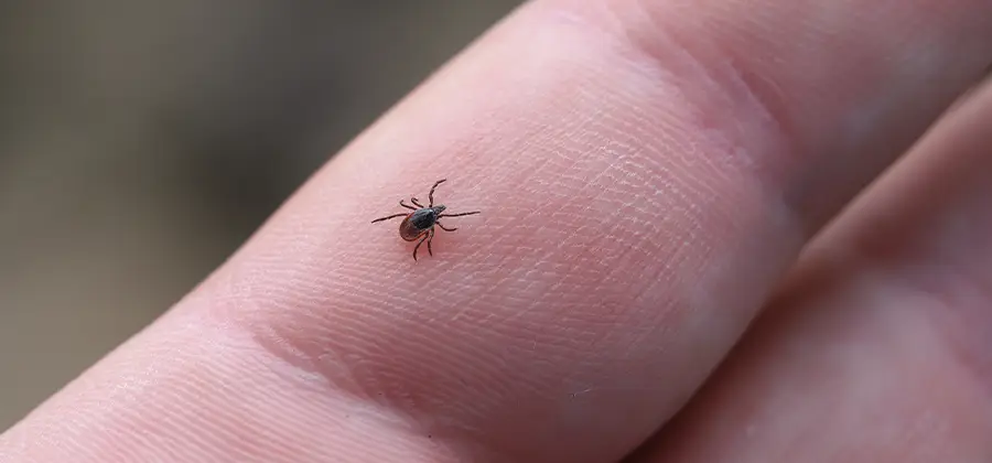 Infection Prevention for Bed Bug Bites in Bonita Springs