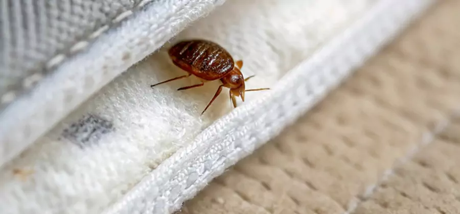Tenting Bed Bug Fumigation in Bonita Springs
