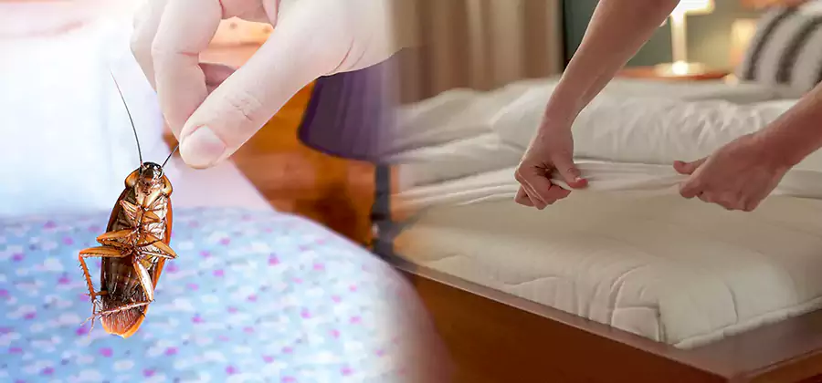Bed Bug Home Extermination Service in Bonita Springs