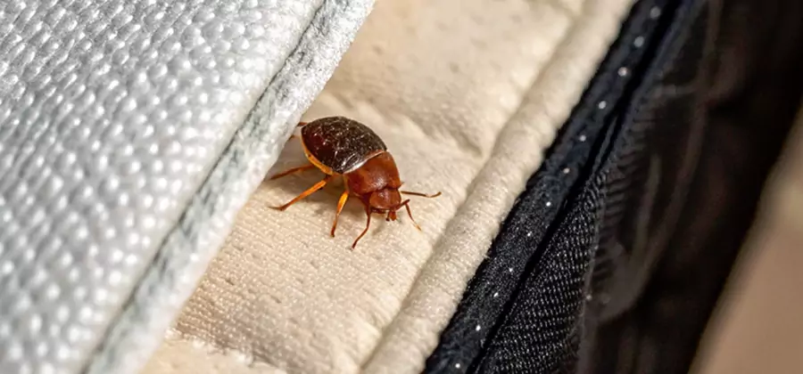 Commercial Bed Bug Control in Bonita Springs