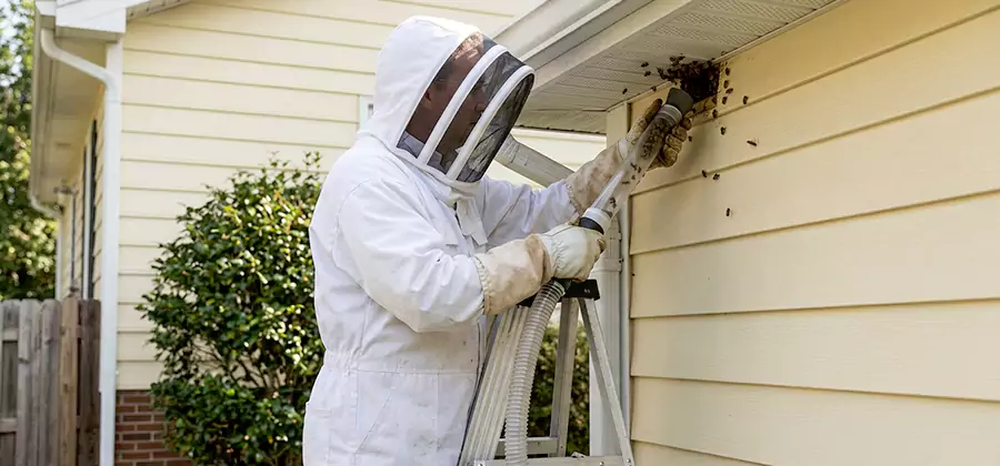 Ground Bee Removal in Bonita Springs