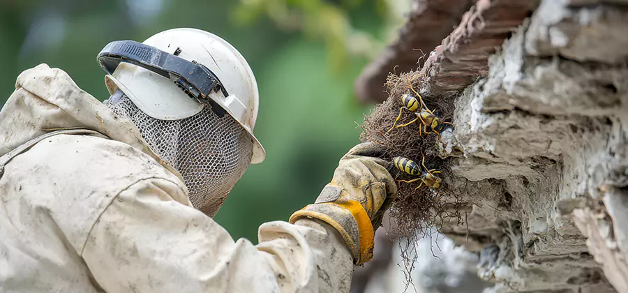 Bee and Wasp Hornet Removal in Bonita Springs