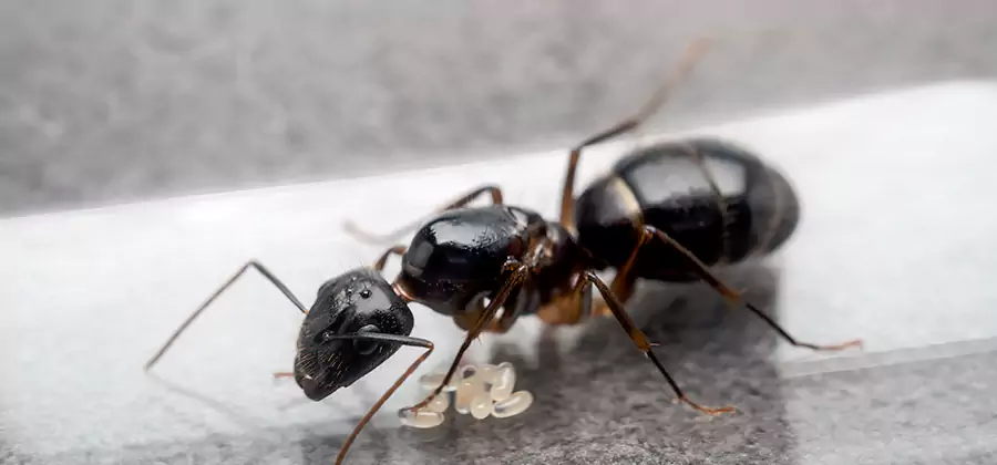 Black Ants in Kitchen Elimination in Bonita Springs