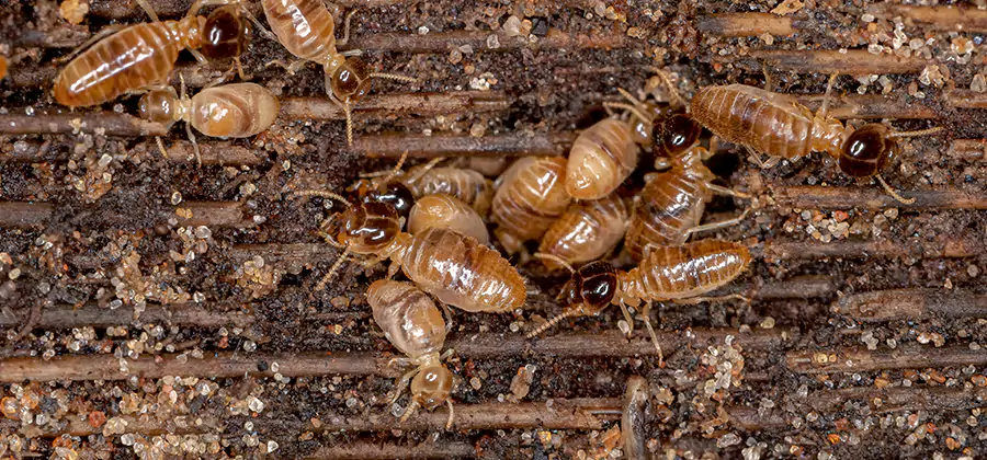 Bora Care Residential Termite Control in Bonita Springs