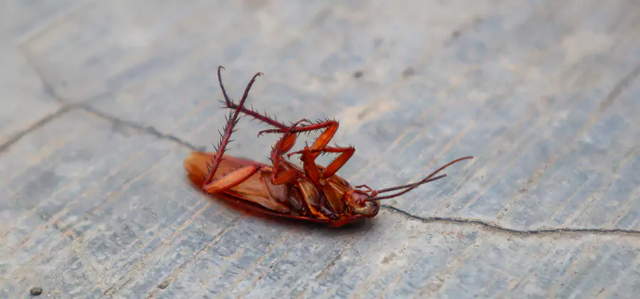 Cockroach Eradication for Commercial Properties in Bonita Springs