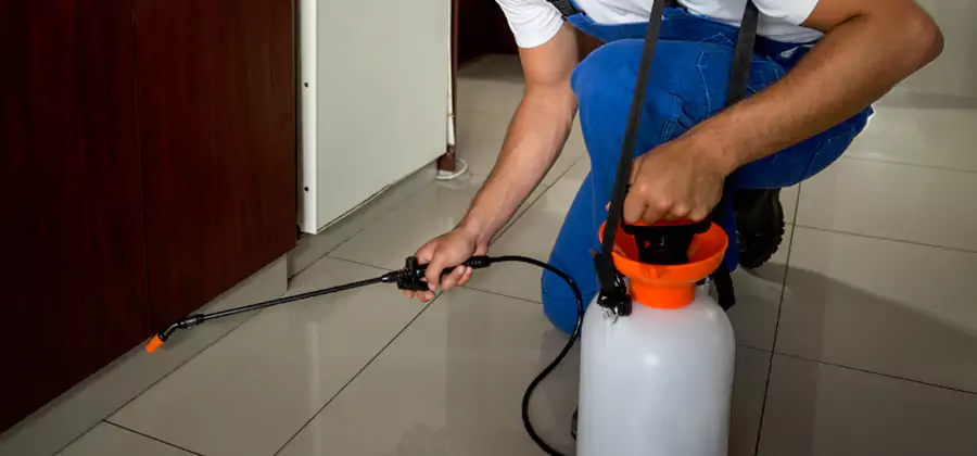 Palmetto Bug Exterminator in Bonita Springs