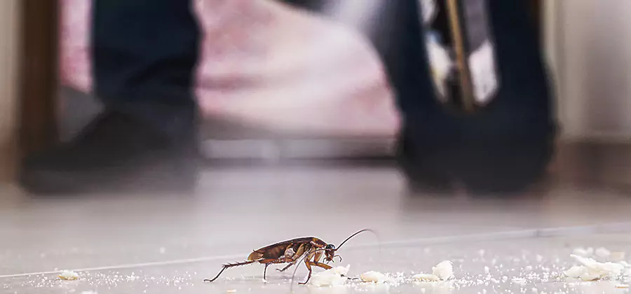 Roach House Treatment Bonita Springs