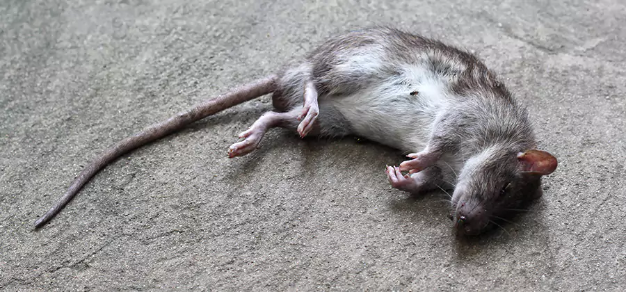 Dead Rat Disposal in Bonita Springs