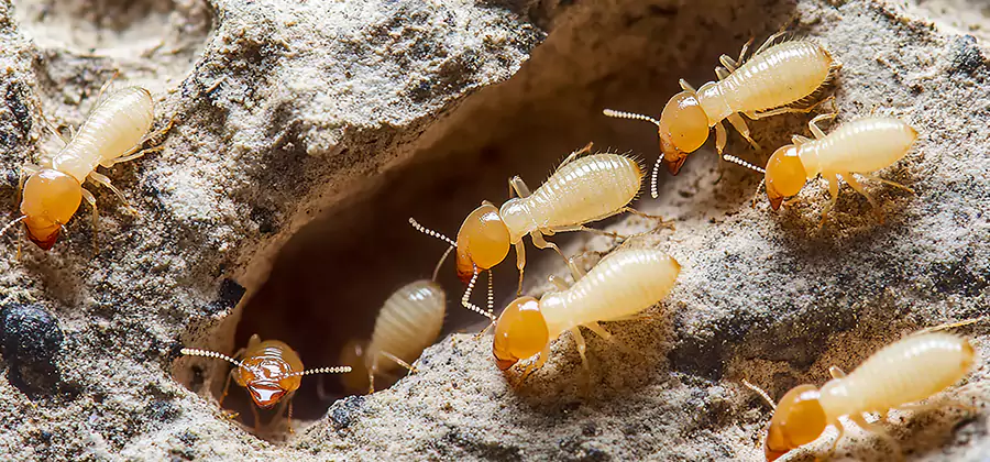 Termite Exterminator Services in Bonita Springs