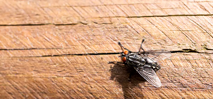 Flying Ant Barrier Treatment in Bonita Springs