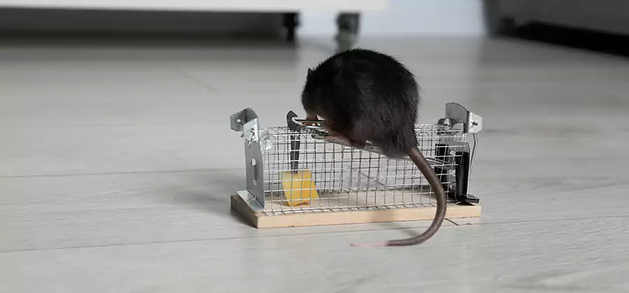 Mice in Attic Removal Bonita Springs