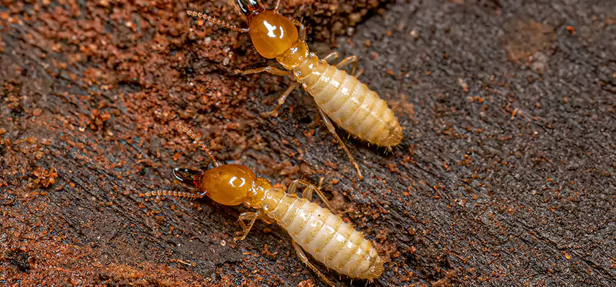 Structural Heat Termite Treatment in Bonita Springs