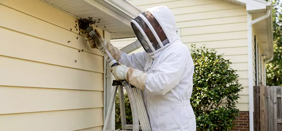 Wasp Nest in Wall Removal in Bonita Springs