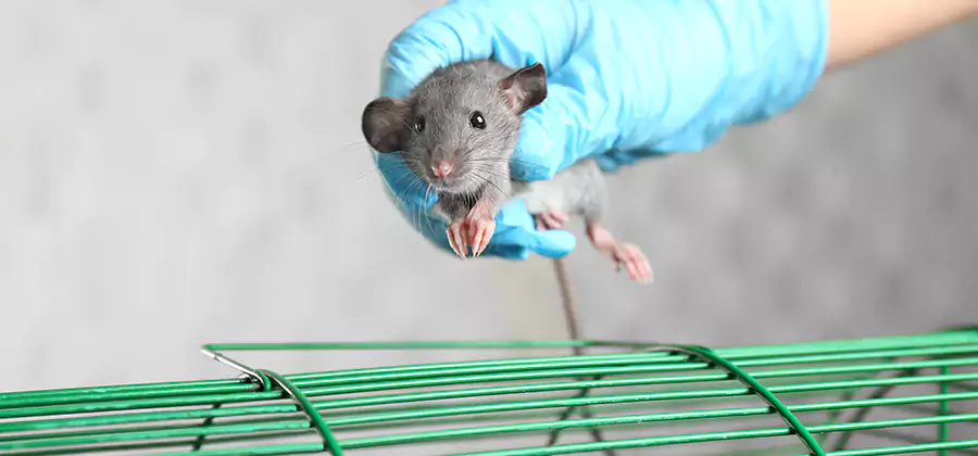 Humane Rat Trapping in Bonita Springs