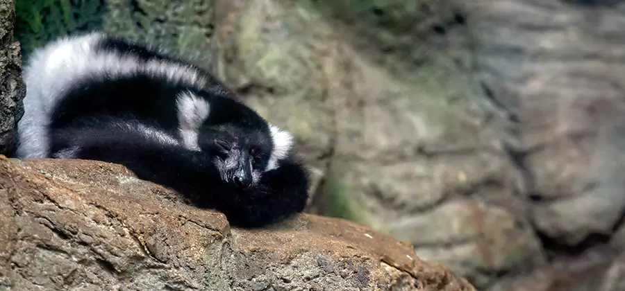 Humane Skunk Removal in Bonita Springs