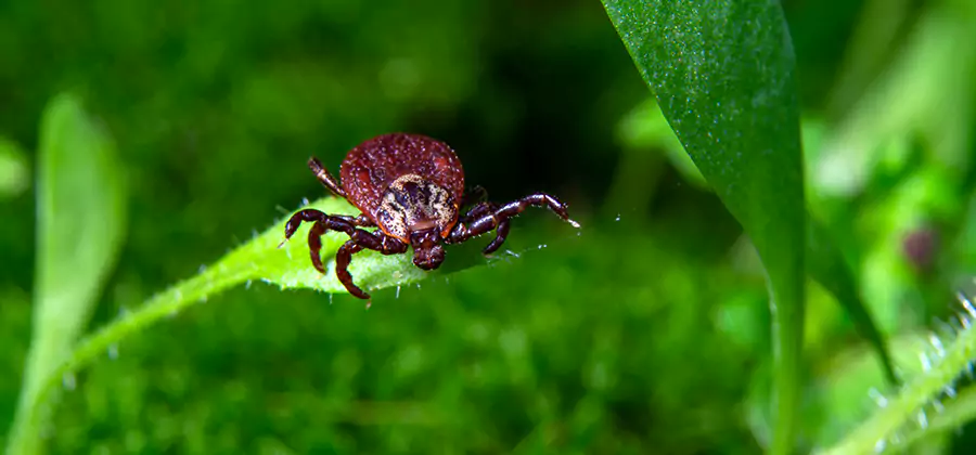 Tick Prevention for Yard in Bonita Springs