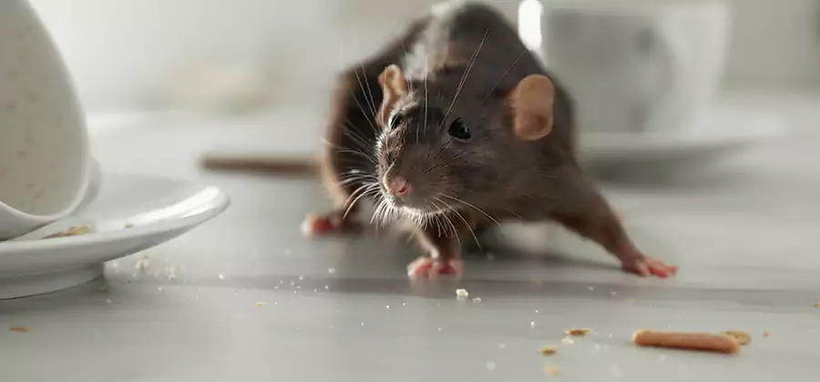 Rodent Feces Removal in Bonita Springs