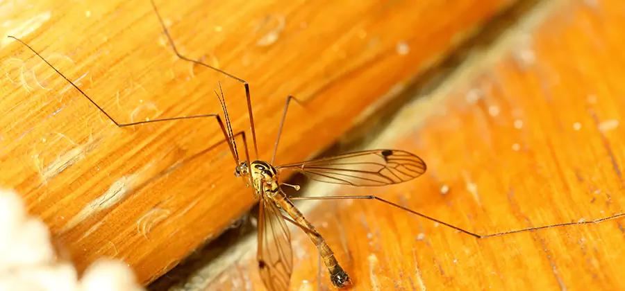 Exterior Mosquito Control in Bonita Springs