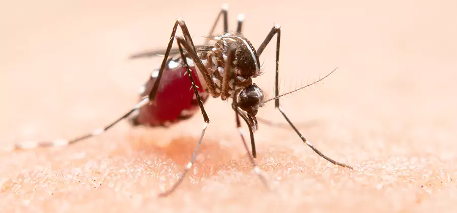 Indoor Mosquito Killer and Interior Control in Bonita Springs