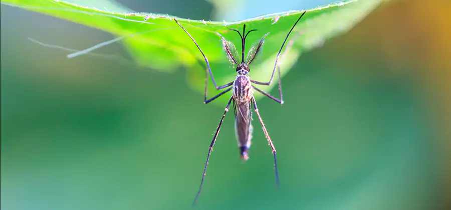 Pest and Mosquito Control for Yard and Patio in Bonita Springs