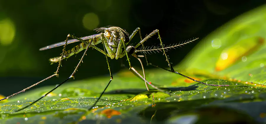 Tick and Mosquito Spray in Bonita Springs