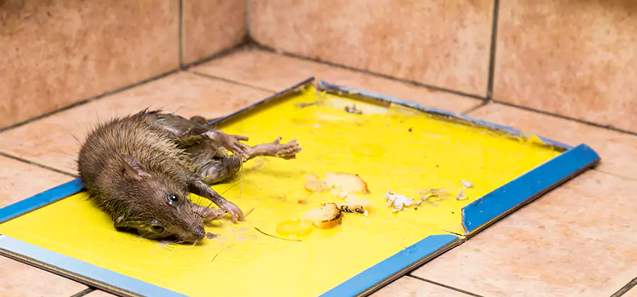 Mouse and Rat Control in Bonita Springs