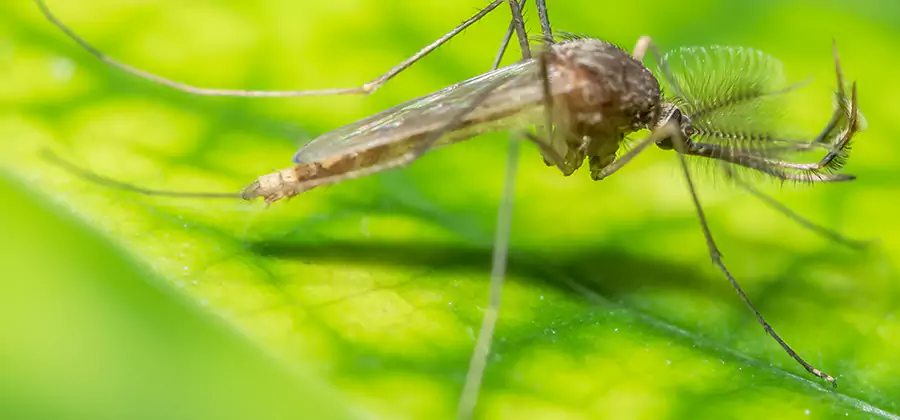 Herbal Mosquito Repellent Treatment in Bonita Springs