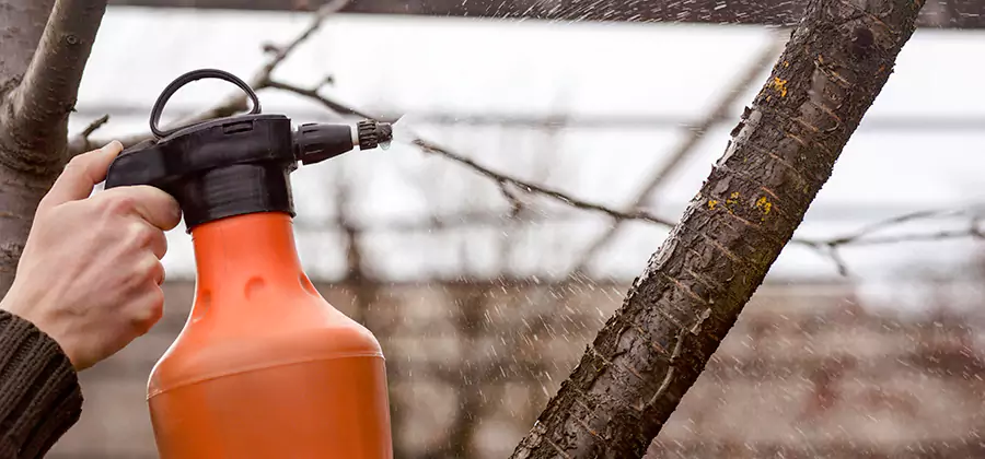 Orange Oil Structural Cavity Treatment in Bonita Springs